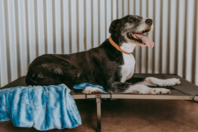 Qualified veterinary team performing a dog health check at Gunnedah Boarding Kennel